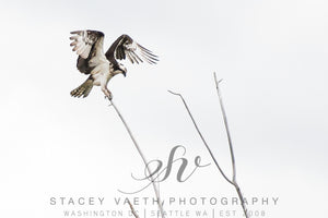 Juvenile Osprey Perch