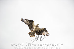 Square Mounted Photograph - Osprey in Flight Part Two