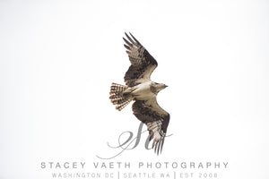 Square Mounted Photograph - Osprey in Flight