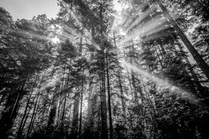 Redwoods Starburst in Black and White