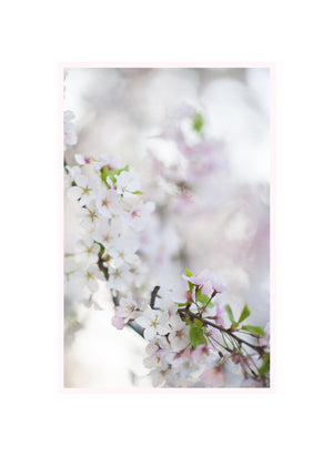 Sakura (Cherry Blossom) Print - Set of 3