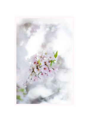Sakura (Cherry Blossom) Print - Set of 3